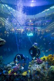 Image du Maroc Professionnelle de  Des hommes grenouilles s’activent au nettoyage du récif de corail de l’Aquadream, un aquarium massif de 1.000.000 L, conçu et construit par International Concept Management (ICM). Les visiteurs ont la possibilité de faire de la plongée sous-marine à l'intérieur de l'aquarium pour cela ils seront  accompagné par un instructeur professionnel, pour d’autre la possibilité de faire un tour à travers le centre pour découvrir environ 40 espèces différentes de poissons.  Située sur le Boulevard de la Corniche Boulevard de L'Océan Ain Diab, à Casablanca, Vendredi 16 Décembre 2011. (Photo / Abdeljalil Bounhar)